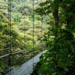 An image showing a suspended bridge in a rainforest depicting the Lekki Conservation Center canopy walk.