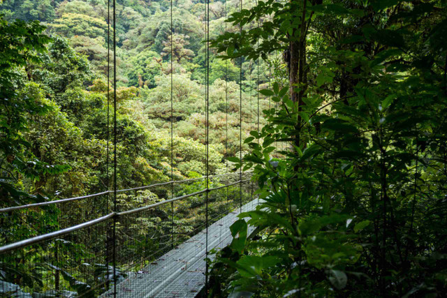 An image showing a suspended bridge in a rainforest depicting the Lekki Conservation Center canopy walk.