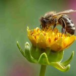 An image showing a bee on a flower.